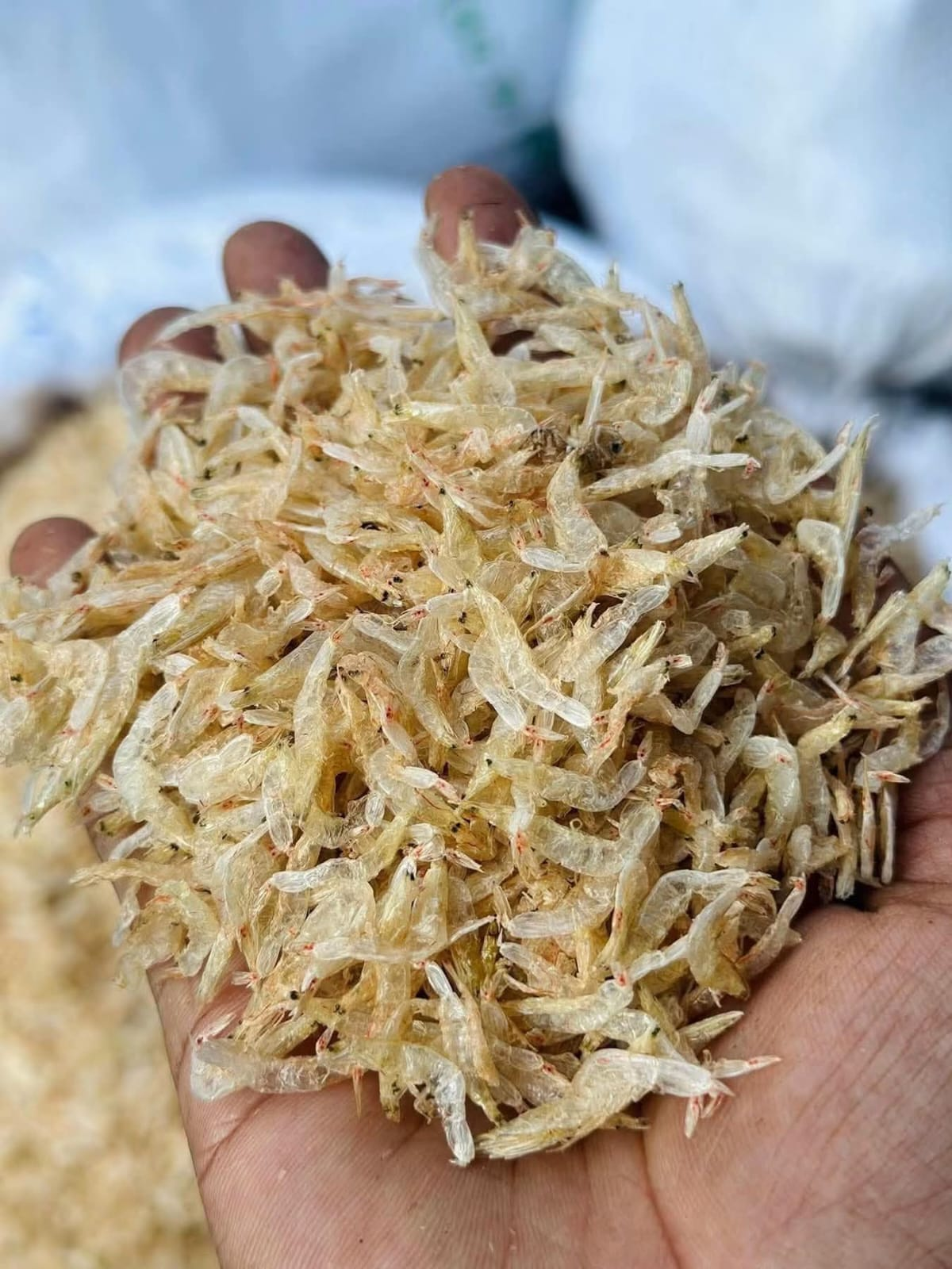 হাতে এক মুঠো শুকনো ভুলা চিংড়ি
